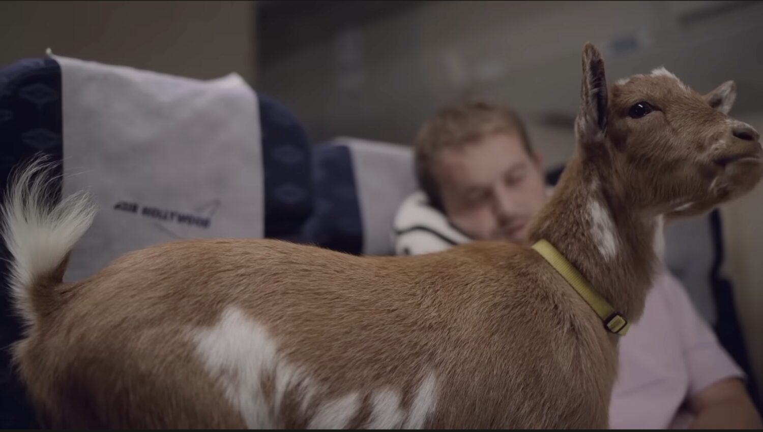 Opening scene — a goat loose in the first-class cabin